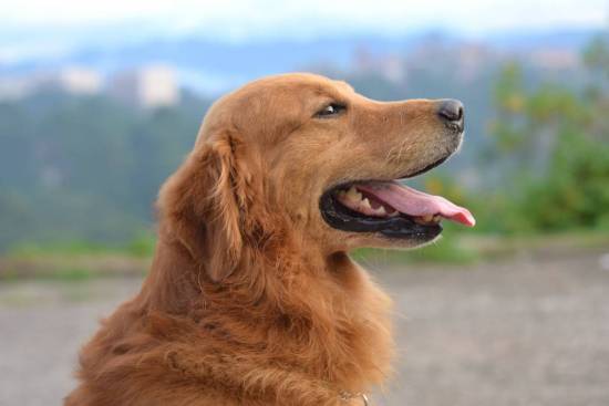 The Many Colors of the Golden Retriever | Official Golden Retriever